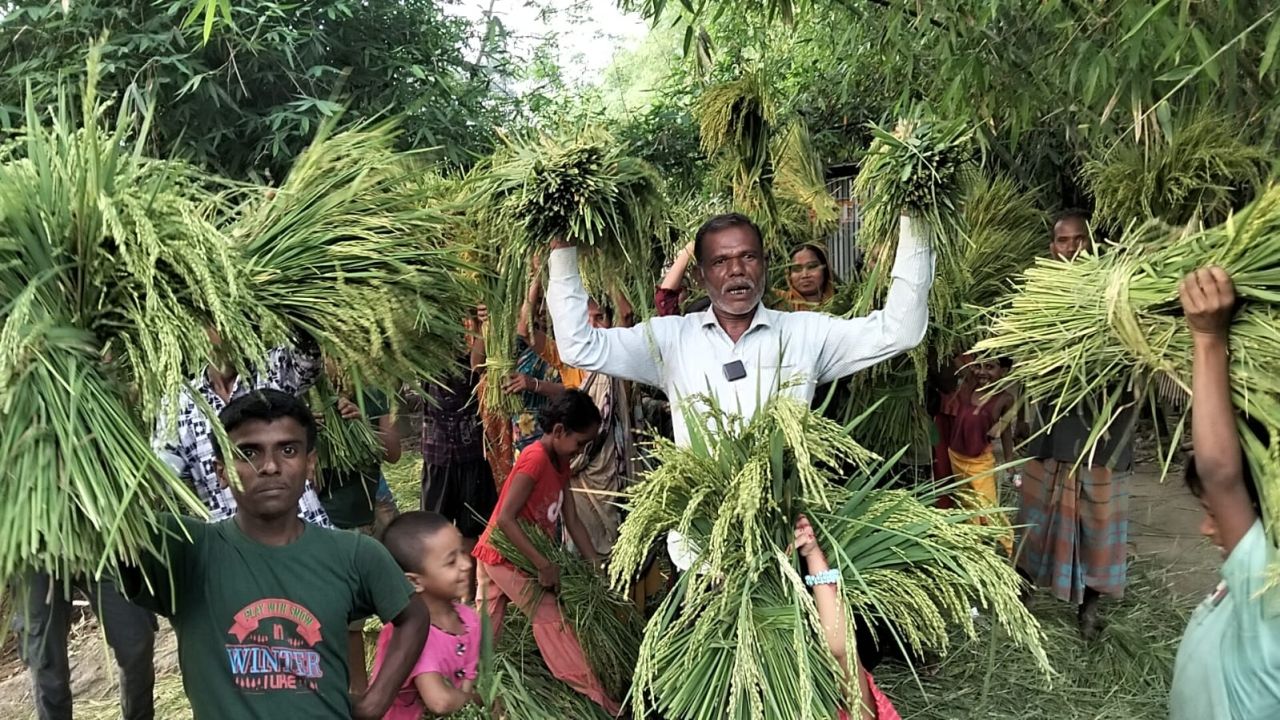 ফুলছড়িতে ৪৮ শতক জমির অপরিপক্ক ধান কেটে নষ্ট করলো প্রতিপক্ষ 