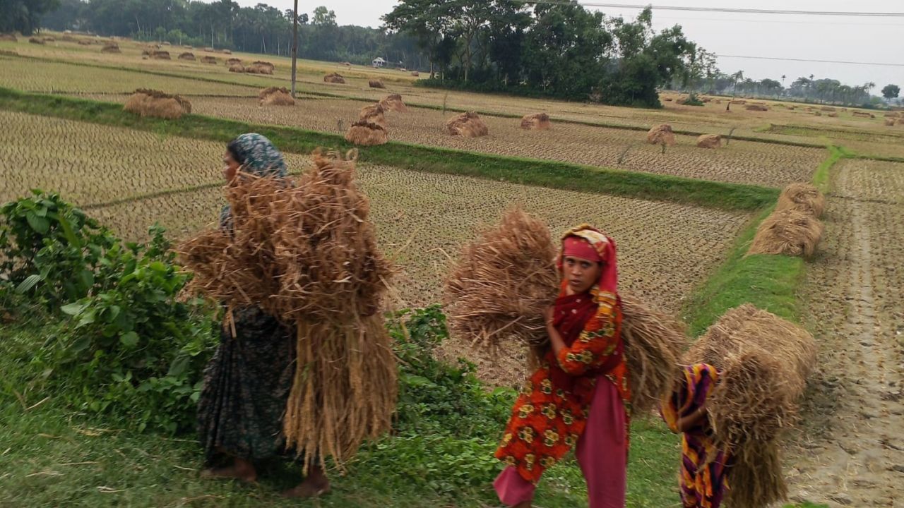 মণিরামপুরে বৈরী আবহাওয়া উপেক্ষা করে ধান ঘরে তুলতে ব্যাস্ত কৃষান-কৃষানীরা