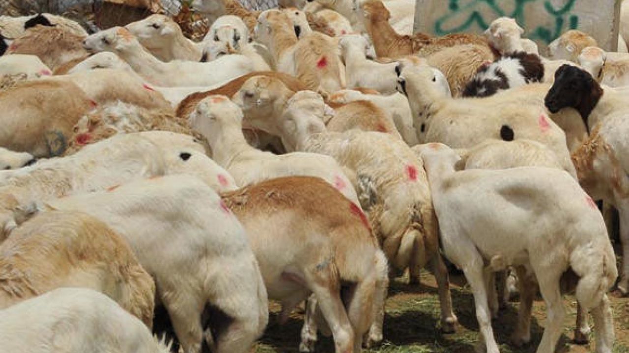  জিলহজের চাঁদ দেখার পর কোরবানিদাতার করণীয় কী?