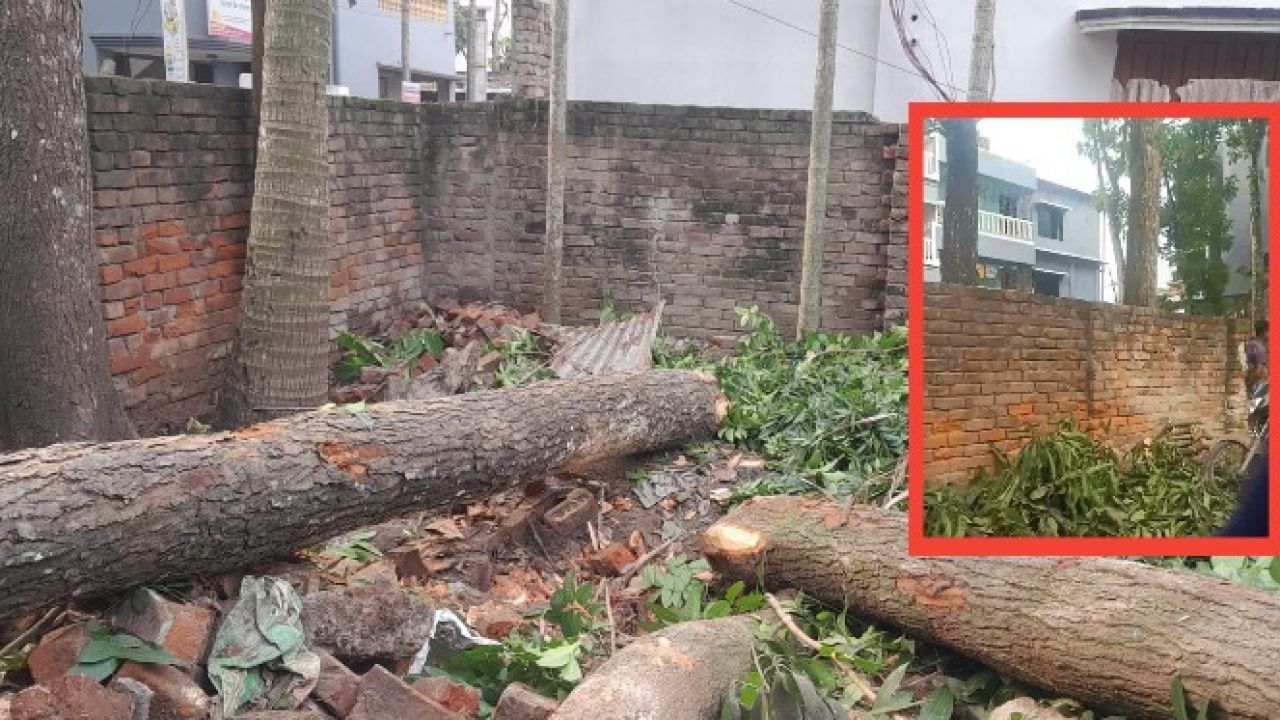 সরকারি জমি দখল করে বাড়ির প্রাচীর ও গাছ বিক্রি, মেহরুনের ক্ষমতার উৎস কি?