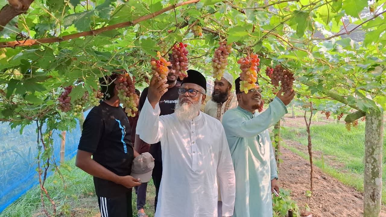মণিরামপুরে আঙ্গুর চাষ পরিদর্শনে এমপি এনামুল হক 