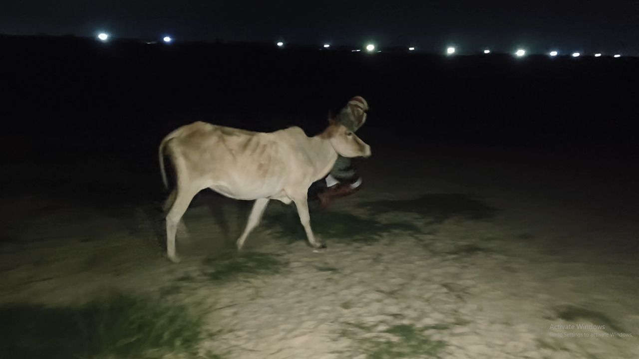 সীমান্তে ‘সেফ রুট’ বানিয়ে চলছে ভারতীয় গরু পাচার